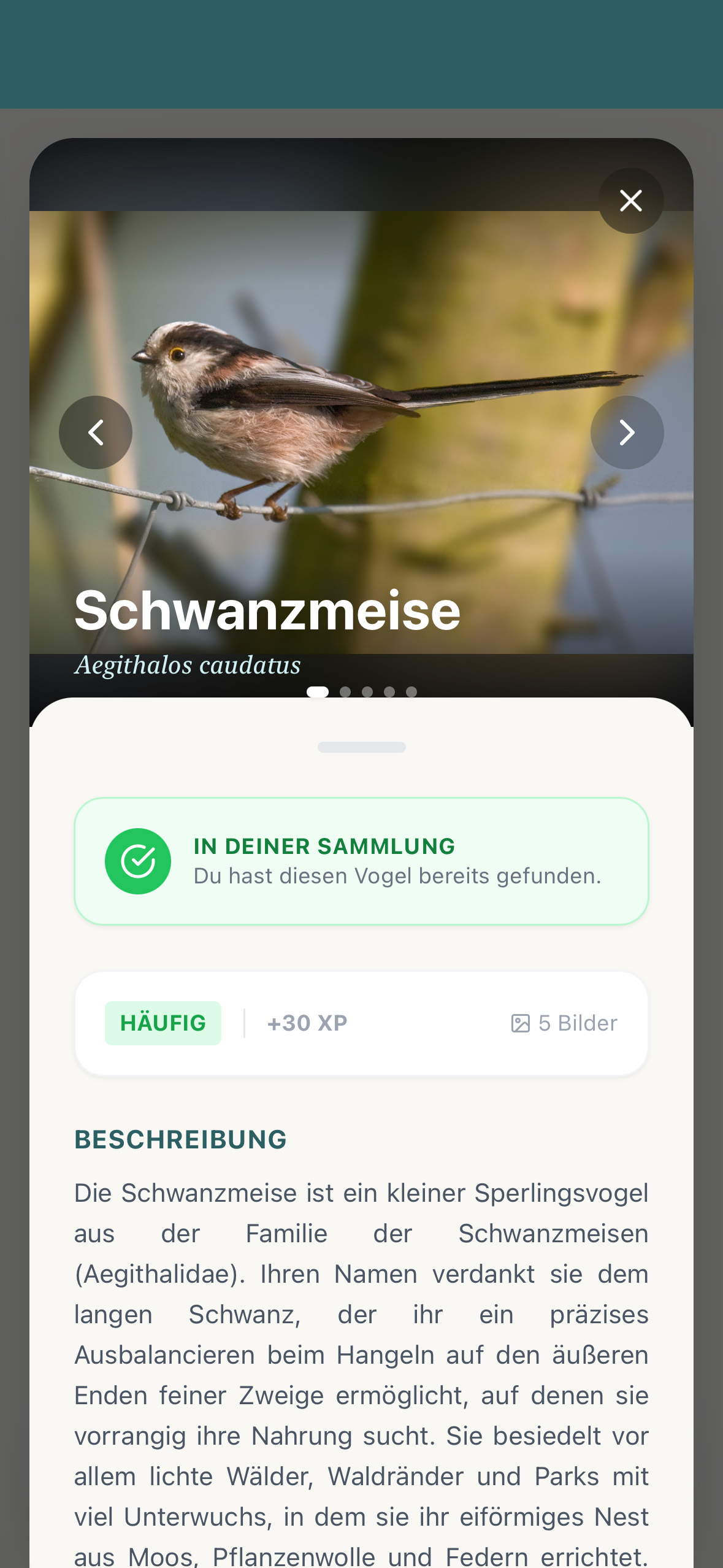 Schwanzmeise in BirdNerd